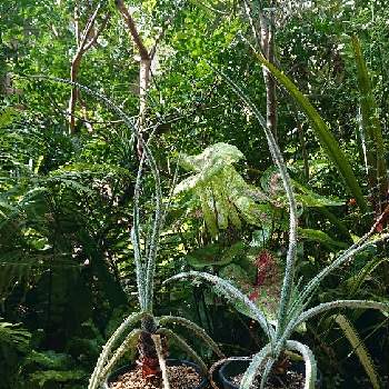 プヤの画像 by botanicallifeさん | バルコニー/ベランダと火星草とプヤ ラクサとブロメリアとグランドブロメリアとプヤ属とプヤとパイナップル科