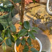ジャボチカバの育て方 剪定の時期や肥料の与え方は Greensnap グリーンスナップ ジャボチカバの育て方 剪定の時期や肥料の与え方は Greensnap グリーンスナップ