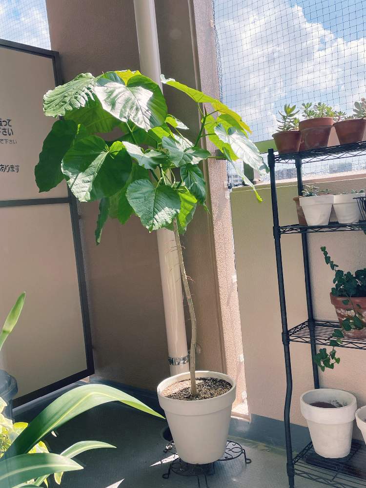 フィカス ウンベラータの投稿画像 By サチコさん 観葉植物とワサワサとチョンパと植え替えと成長記録 21月8月 30日 Greensnap グリーンスナップ