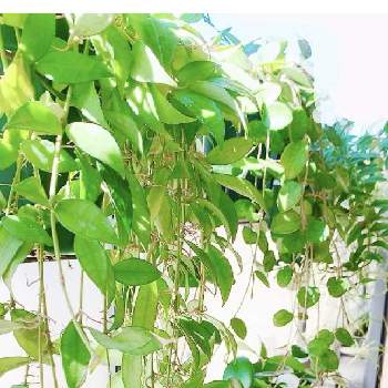 ホヤ マチルダの投稿画像一覧 Greensnap グリーンスナップ ホヤ マチルダの投稿画像一覧 Greensnap グリーンスナップ