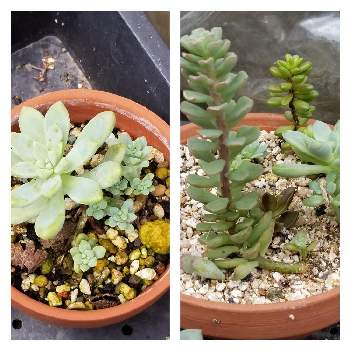 あぬびすのアルバム Greensnap グリーンスナップ