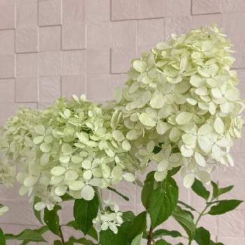 ピラミッドアジサイ の投稿画像一覧 Greensnap グリーンスナップ