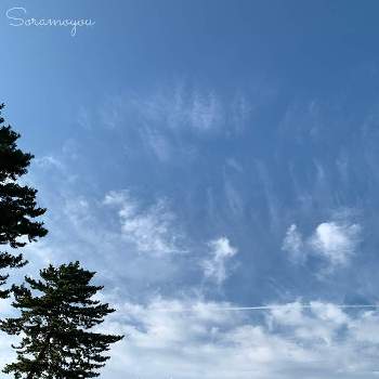 ひこうき雲の画像 by そらもようさん | お出かけ先と黒松とエノキと公園とひこうき雲と植物大好きと雲仲間と青空