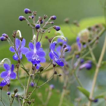 散策中の画像 by aji810061さん | 散策中と青紫色の花と野草と里山散策♪と8月と青い花と自然観察とカリガネソウ♪と雁金草♬