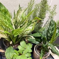 アグラオネマの育て方 植え替え時期は 挿し木や株分けの方法は Greensnap グリーンスナップ