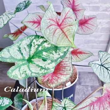 カラーリーフ カラジウムの画像 by アィリィさん | 部屋とカラーリーフ カラジウムと新葉と観葉植物と葉っぱと緑のある暮らしと成長記録と可愛いと夏色