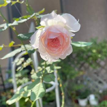 アリエッタの画像 by つぶあんさん | アリエッタと夏のバラと幸せと嬉しいと大好きといい香りと可愛いと花のある暮らし