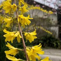 レンギョウ 連翹 の育て方 植え付け時期や剪定の仕方は 増やし方は Greensnap グリーンスナップ レンギョウ 連翹 の育て方 植え付け時期や剪定の仕方は 増やし方は Greensnap グリーンスナップ