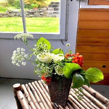 スプレーローズ♡︎ʾʾの画像 by sasukemama(Tomoko Henty）さん | 玄関とフレッシュフラワーアレンジメントと夏白菊の花とスプレーローズ♡︎ʾʾとナナカマドの実と生け花のある暮らしとレモンリーフの葉と緑のある暮らしとクイーンアンズレースと花のある暮らしとアメリカ在住と生け花