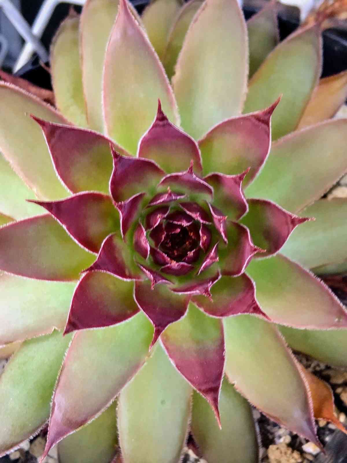 ストロベリーキウイの一覧｜🍀GreenSnap（グリーンスナップ）