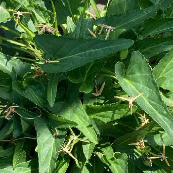 スミレの閉鎖花の投稿画像一覧 Greensnap グリーンスナップ