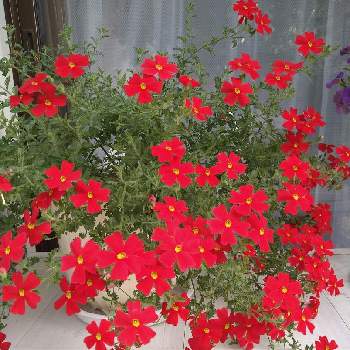 サンブリテニア　スカーレットの画像 by トレニアさん | 小さな庭とサンブリテニア　スカーレットとおうち園芸と花に癒されと赤い花と花いろいろと花のある暮らしとかわいいな♡