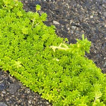 駐車場コンクリート目地の投稿画像一覧 Greensnap グリーンスナップ 駐車場コンクリート目地の投稿画像一覧 Greensnap グリーンスナップ