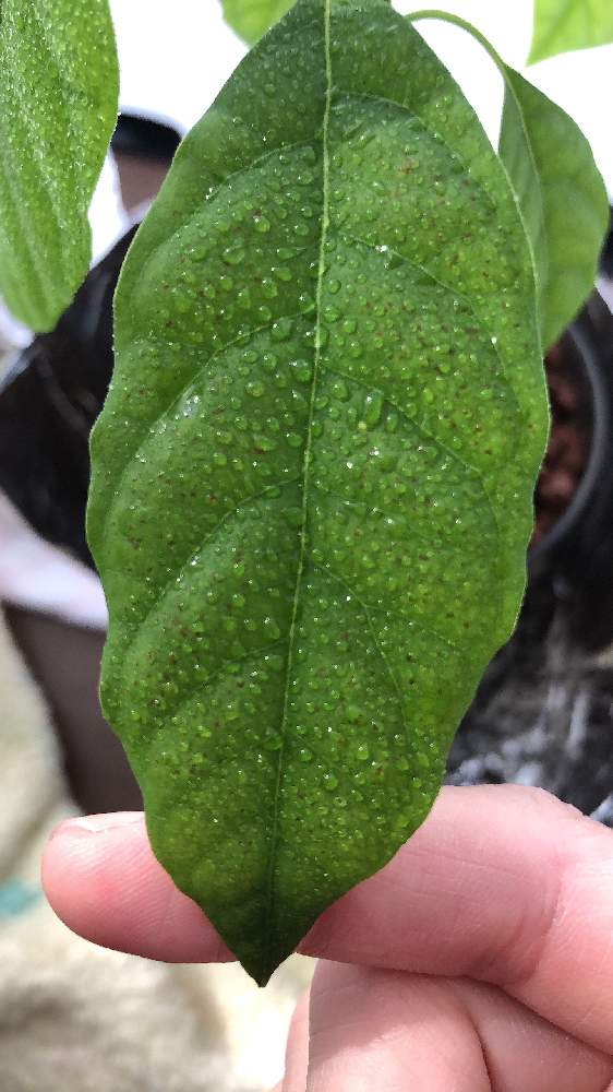 アボカドの投稿画像 By ぼっこさん ハイドロカルチャーのアボカドと葉焼けしたと元気に育ちますようにと教えて下さい と葉焼けとアボカド栽培と ハイドロカルチャーと対処法教えてくださいと出窓で水耕栽培とアボ子と初心者です 教えてください とハイドロカルチャーで