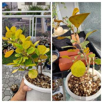 フィカス ゴールドコインの投稿画像一覧 Greensnap グリーンスナップ