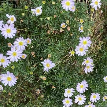 小さな小さな花の画像 by manabeさん | お出かけ先とブラキカム チェリッシュと姫コスモスと花のある暮らしと小さな小さな花とボリューム満点とブラキカム スープリームホワイトと四季咲きと原産地:オーストラリア
