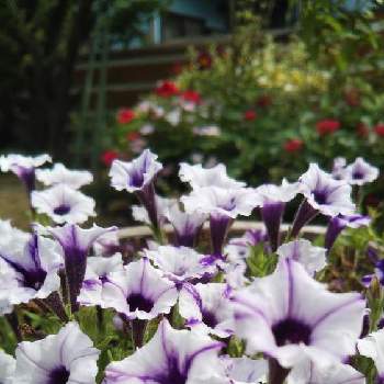 スーパーチュニア ビスタの投稿画像一覧 Greensnap グリーンスナップ