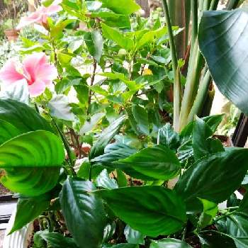 熱帯アメリカ原産の画像 by カコさん | 窓辺とスパティフィラムと観葉植物と多年草と熱帯アメリカ原産
