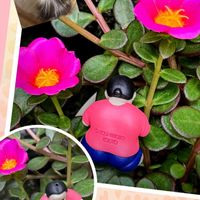 ポーチュラカ,GSの皆さまに感謝♡,医療現場の人々に感謝,コロナおしりペンペン( ･᷄ὢ･᷅ ),ｵｹﾂの日の画像