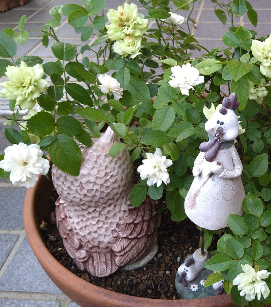 ミニバラ グリーンアイスの投稿画像 By リナリアさん ミニバラとマイガーデンと今日の一枚と鉢植えと花いろいろと白い花とバラ ミニバラとオケツの日 21月8月31日 Greensnap グリーンスナップ
