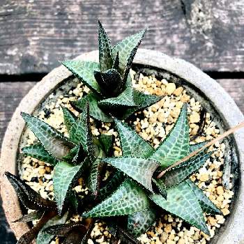 ハオルチア ベノーサの投稿画像一覧 Greensnap グリーンスナップ