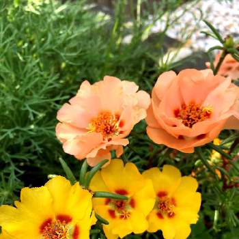 DAISOの種の画像 by つーちゃんさん | 小さな庭とマツバボタンと挿し芽と増やしたいとバランス悪いと花に詳しくなりたいとガーデニング初心者とDAISOの種とたくさん咲かせたい