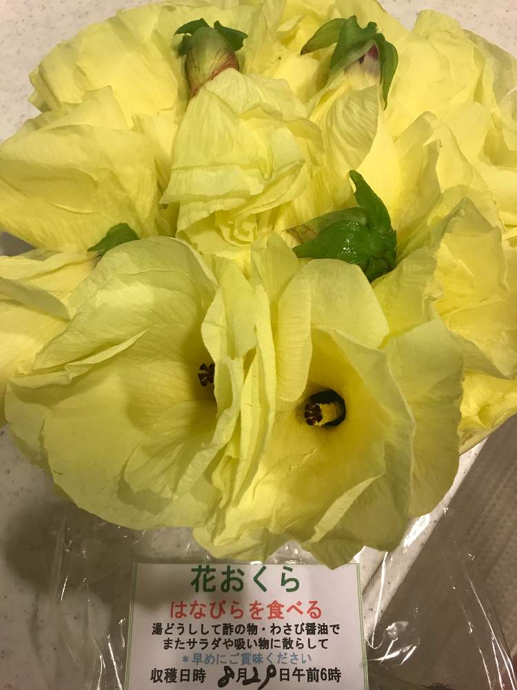 花オクラ の投稿画像 By まぁこさん キッチンと花オクラ 21月8月31日 Greensnap グリーンスナップ Greensnap グリーンスナップ