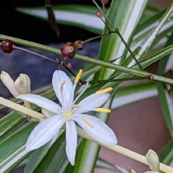 最新作売れ筋が満載 オリズルラン しっかり根が成長して元気です 白い花が咲くシレネは おまけです 植物 観葉植物