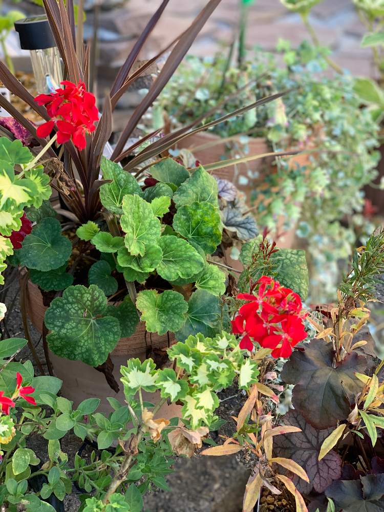 ゼラニウムの投稿画像 By ヨウコさん コルジリネ レッドスターとヒューケラと玄関と寄せ植えと鉢植えと寄せ植えと鉢植え 21月8月31日 Greensnap グリーンスナップ Greensnap グリーンスナップ