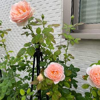 アンブリッジローズの画像 by ガーデンローズさん | 小さな庭とアンブリッジローズと鉢バラとローズとわたしの庭とデビッドオースチンと花と暮らすと小さなバラのテラスとバラのある暮らしとGS映えとわたしのアンブリッジローズと鉢でバラを育てると花いろいろと可愛いとバラが好きと花のある暮らしとバラに囲まれてとばら 薔薇 バラとロザリアンとかわいい花とバラと暮らす幸せ