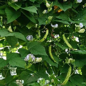 うりずん豆（四角豆）の画像 by takko-さん | うりずん豆（四角豆）とおうち園芸