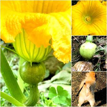 カボチャの花の投稿画像一覧 Greensnap グリーンスナップ