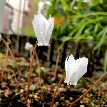 魅惑の原種シクラメンの画像 by guchaさん | 小さな庭とCyclamen hederifoliumとヘデリフォリウムと魅惑の原種シクラメンとわれら17年組
