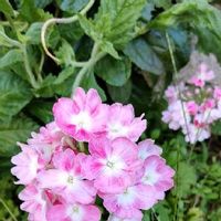 カルミアの育て方 植え付けや植え替えの時期 剪定方法は Greensnap グリーンスナップ