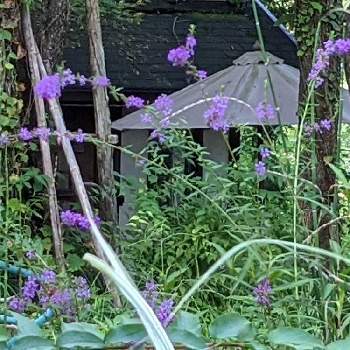 池♡の画像 by 秋草さん | 広い庭とミソハギと我が庭の野草たちと池♡とミソハギ✽とむらさきの花と紫の花