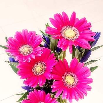 ショッキングピンクの画像 by たのこさん | 部屋とリンドウとガーベラとガーベラ♪とexexとピンクの花と花のある生活と感謝とショッキングピンクとピンクとピンクのガーベラと切り花と花束と花のある暮らしとお花は癒しと花いろいろと花好きと今日のお花