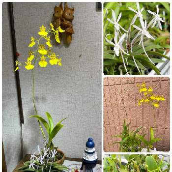 奄美風蘭の投稿画像一覧 Greensnap グリーンスナップ