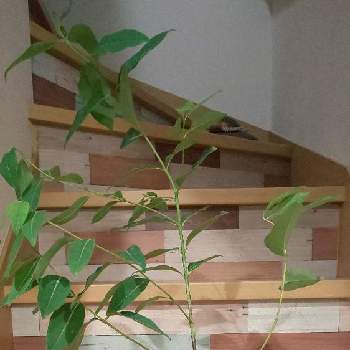 レインボーユーカリ の投稿画像一覧 Greensnap グリーンスナップ