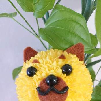 ポンポン菊の投稿画像一覧 Greensnap グリーンスナップ