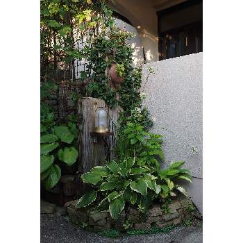 八月の箱庭の画像 by 我楽多さん | 小さな庭といつもの箱庭（枕木周り*）とOM-D E-M1ⅡとOLY 17mm F1.2と八月の箱庭