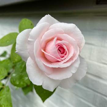 オリビアローズオースチンの画像 by ガーデンローズさん | 小さな庭と鉢バラとバラが咲いたとオリビアローズオースチンとピンクの薔薇とデビッドオースチンと薔薇に魅せられてと花と暮らすとわたしのオリビアローズオースチンと小さなバラのテラスとGS映えとおうち園芸と鉢でバラを育てると花いろいろと可愛いとバラが好きと花のある暮らしとバラに囲まれてとばら 薔薇 バラとかわいい花とバラと暮らす幸せ