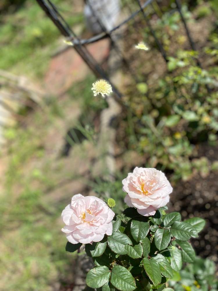 広い庭の画像 by charkunさん | 広い庭とディスタント ドラムスとかわいいピンク色♡とピンク色と四季咲きとクナウティア♡と白い花♡