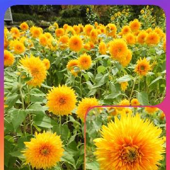 八重の花の投稿画像一覧 Greensnap グリーンスナップ