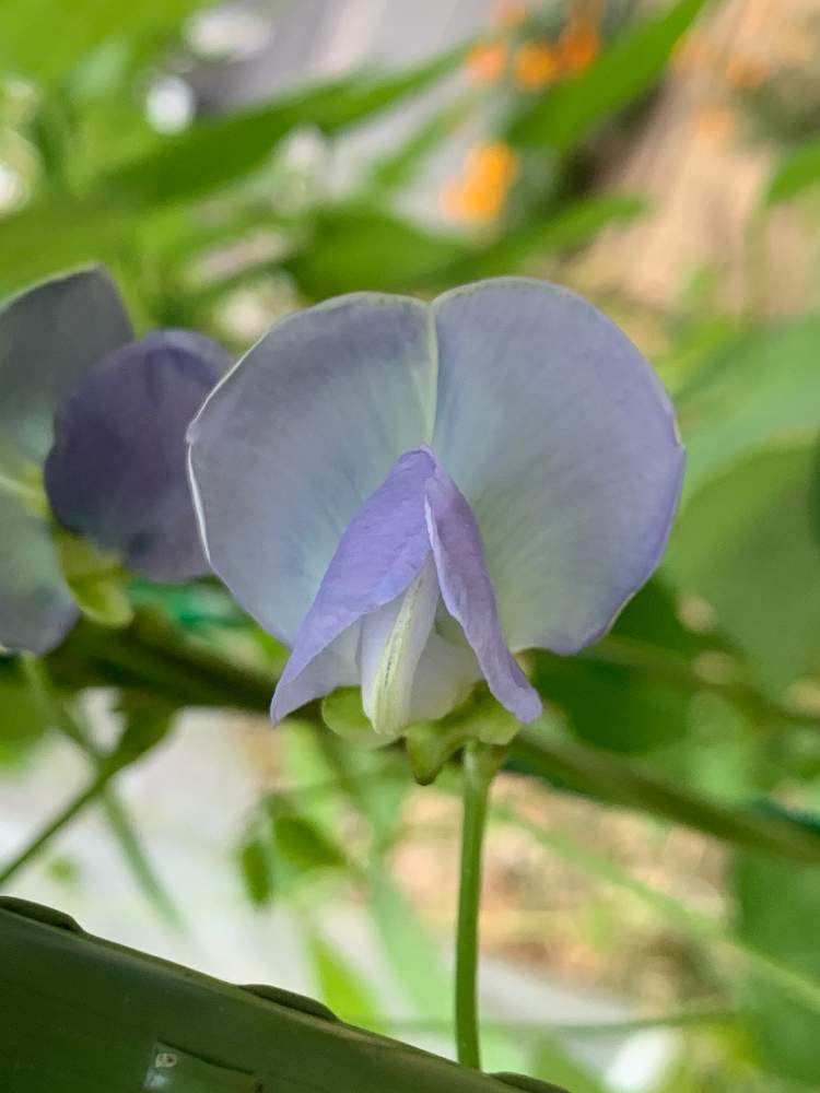 うりずん豆 四角豆 の投稿画像 By よしみんさん 四角豆のはなと畑とステキ と植物のある暮らしと大好きな8月と植物って素晴らしい とgsのみなさんに感謝 とキレイ と畑のある暮らしと癒し と可愛い とステキ と植物のある暮らしと大好きな8月と植物って うりずん豆 四角豆 の投稿画像 By よしみんさん 四角豆のはなと畑とステキ と植物のある暮らしと大好きな8月と植物って素晴らしい とgsのみなさんに感謝 とキレイ と畑のある暮らしと癒し と可愛い とステキ と植物のある暮らしと大好きな8月と植物って