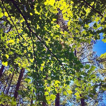 山の中の景色の投稿画像一覧 Greensnap グリーンスナップ