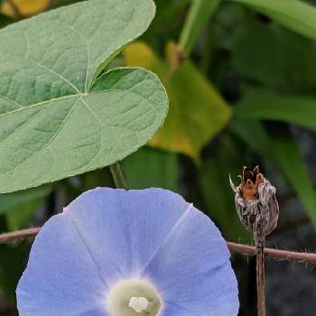 酔仙翁 スイセンノウ の投稿画像一覧 Greensnap グリーンスナップ