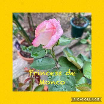 薔薇プリンセスドゥモナコ，の画像 by ピオニーさん | 小さな庭とプリンセスドゥ・モナコと鉢植えで楽しむと薔薇プリンセスドゥモナコ，とバラ 鉢植えとプリンセス♡♡とバラの夏剪定とバラを楽しむ
