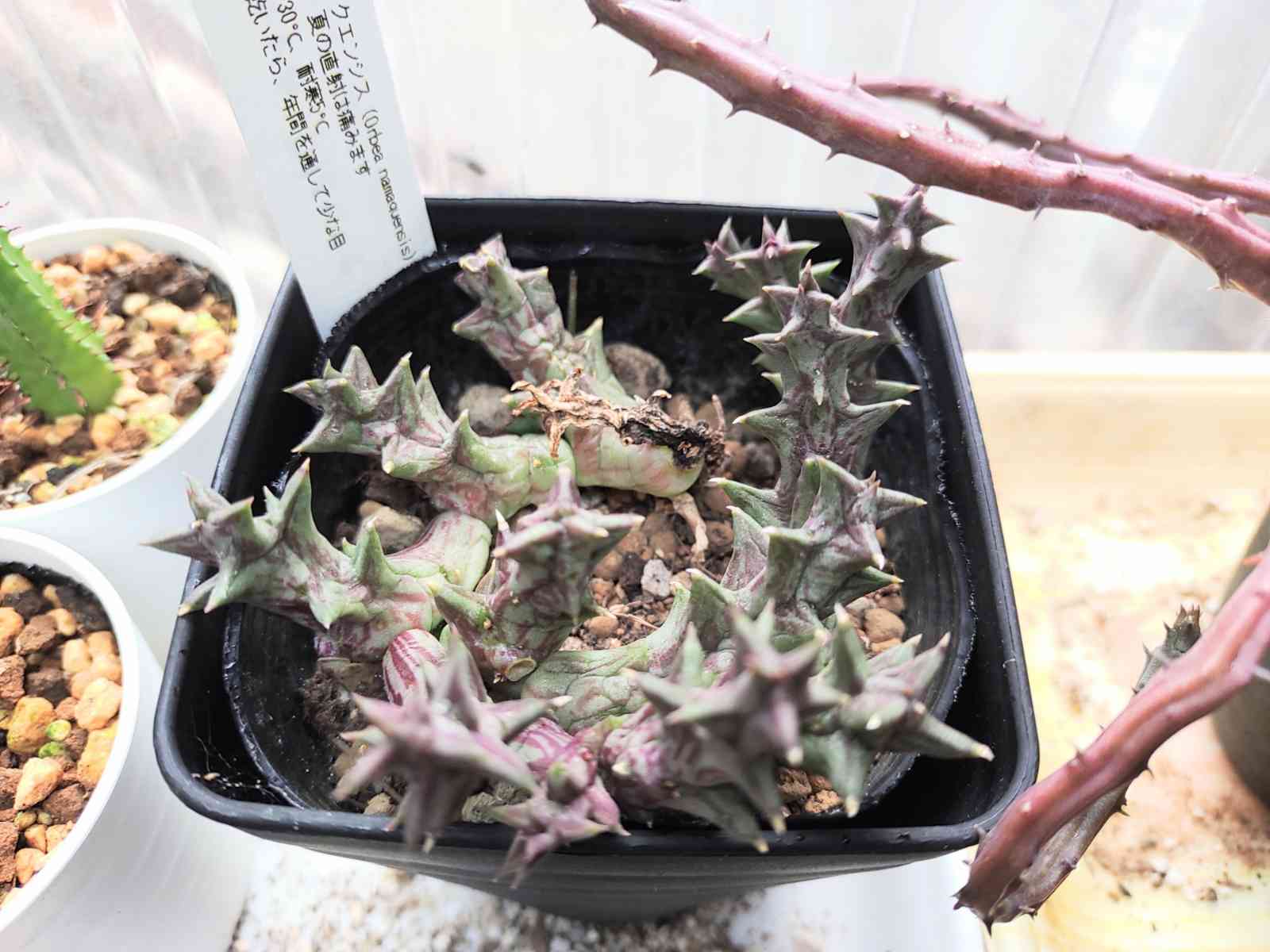 ガガイモ　 ナマクエンシス(黄金牛角)① ガガイモ ナマクエンシス黄金牛角①