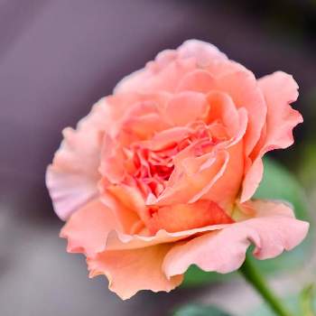 アウグスタ ルイーゼの画像 by テレサさん | バルコニー/ベランダとアウグスタ ルイーゼとありがとう♡と花のある暮らしと薔薇♪とバルコニスト