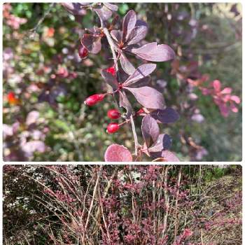 メギの投稿画像一覧 Greensnap グリーンスナップ